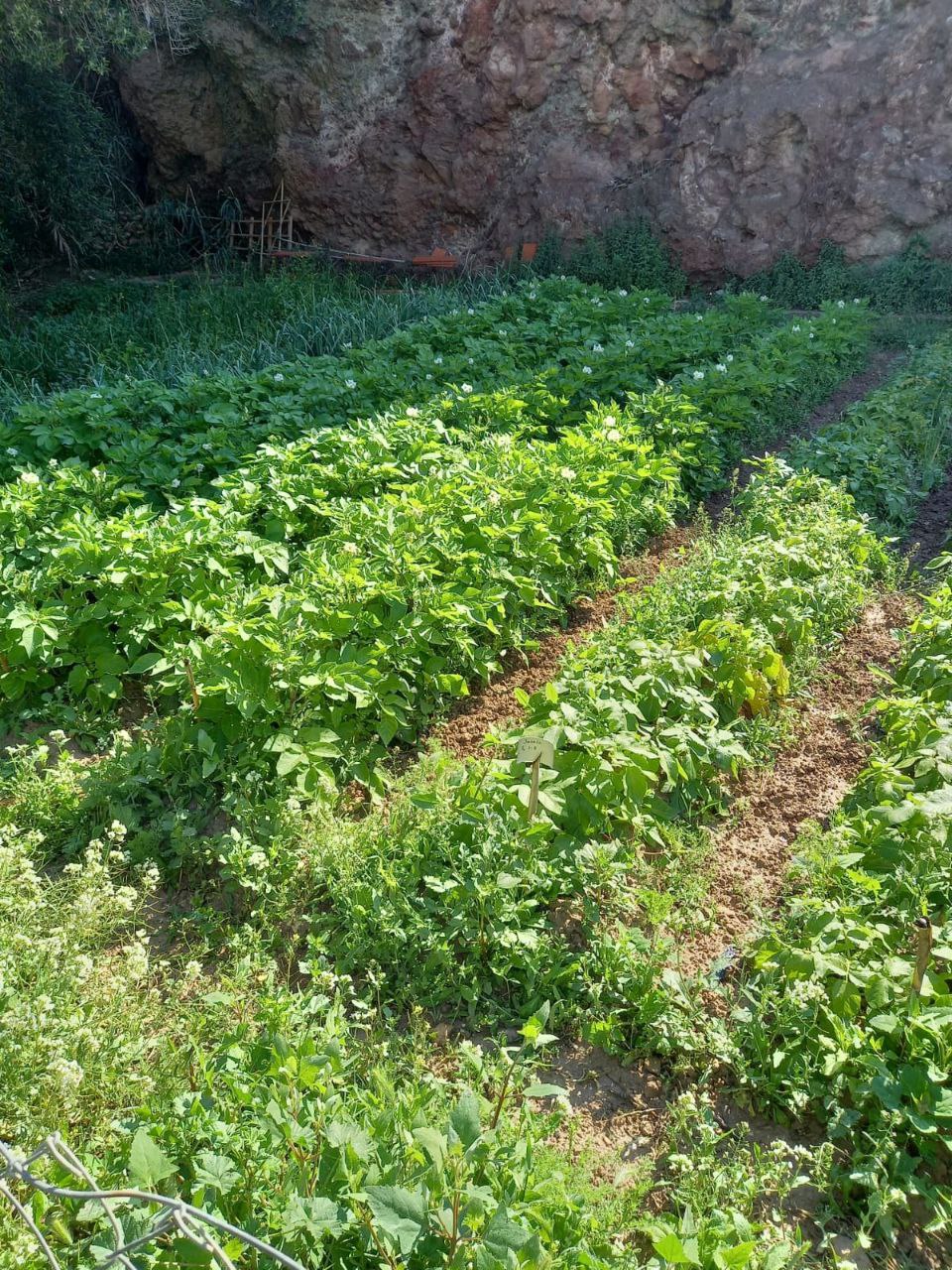 huerto5