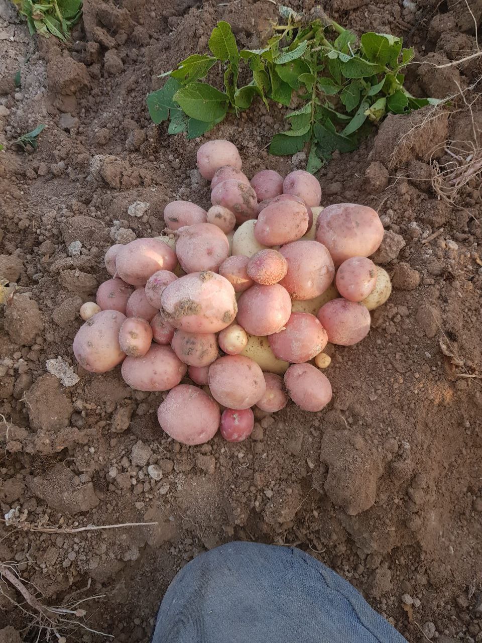 huerto9
